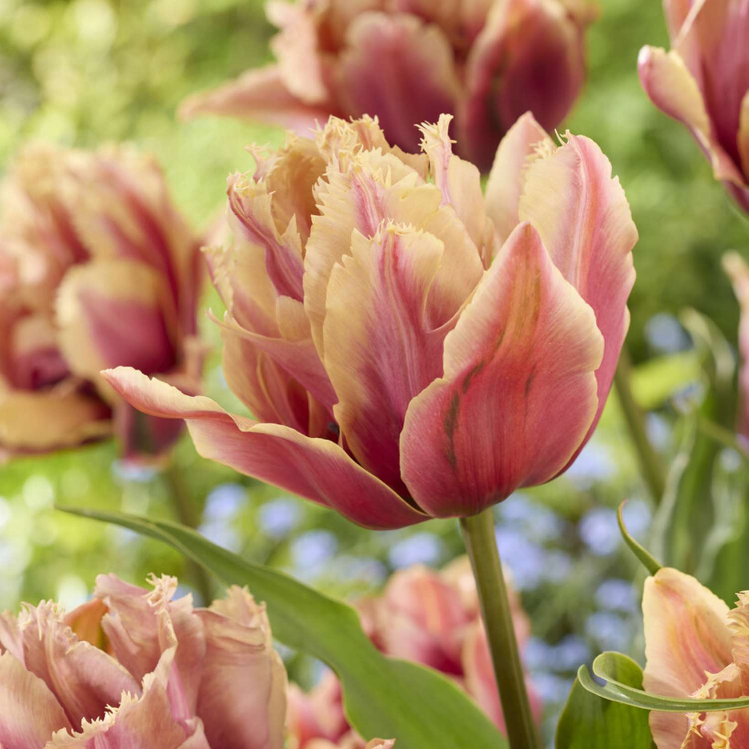 Tulppaani 'Callahan'